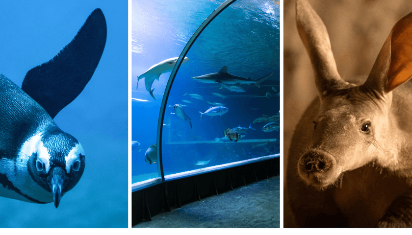Kolaż 3 zdjęć przedstawiających Afrykarium we wrocławskim zoo. Od lewej: pingwin przylądkowy, tunel w Kanale Mozambickim, mrównik