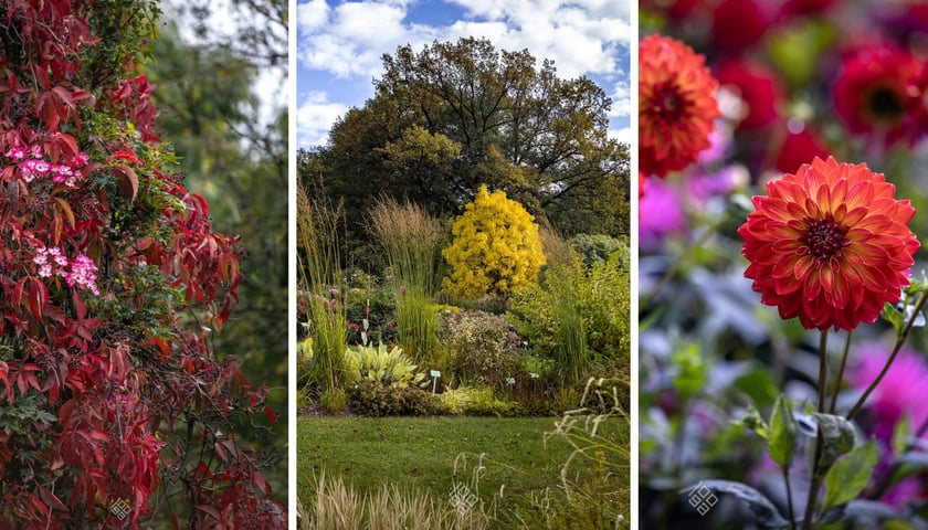 Arboretum Wojsławice jesienią