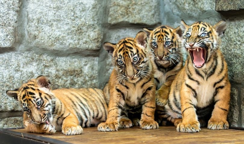 Czworaczki tygrysów z wrocławskiego ZOO czekają na imiona