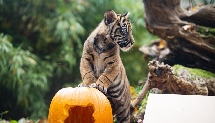 Tygrysy sumatrzańskie z wrocławskiego zoo