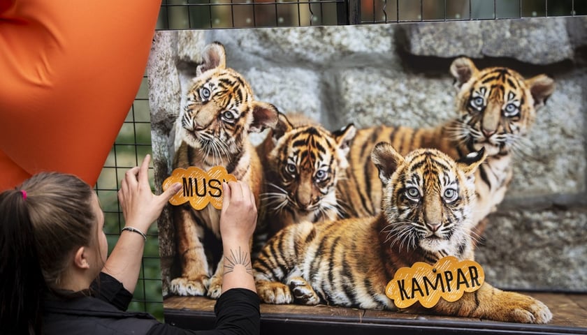 Tygrysy sumatrzańskie z wrocławskiego zoo