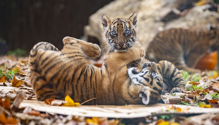 Małe tygrysy sumatrzańskie z wrocławskiego zoo