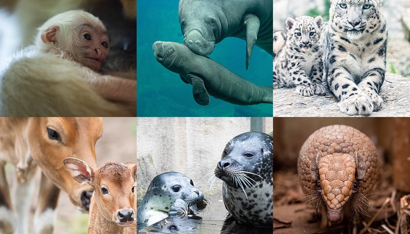 Mnóstwo nowych mieszkańców pojawiło się w Zoo Wrocław w 2021 r.