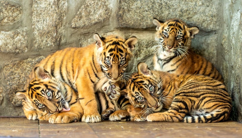 Cztery kilkumiesięczne tygryski sumatrzańskie z wrocławskiego zoo:  Musi, Hari, Kampar i Indera
