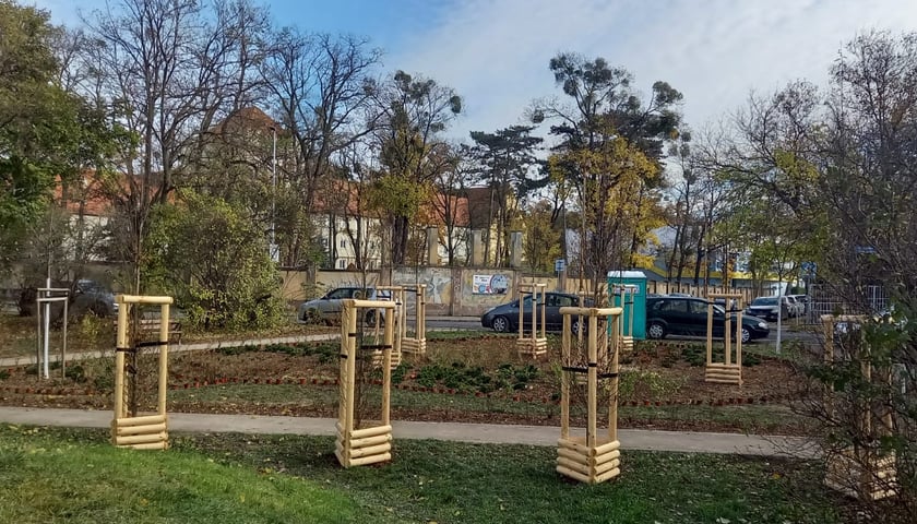 Nowe nasadzenia zieleni przy placu Daniłowskiego na Karłowicach