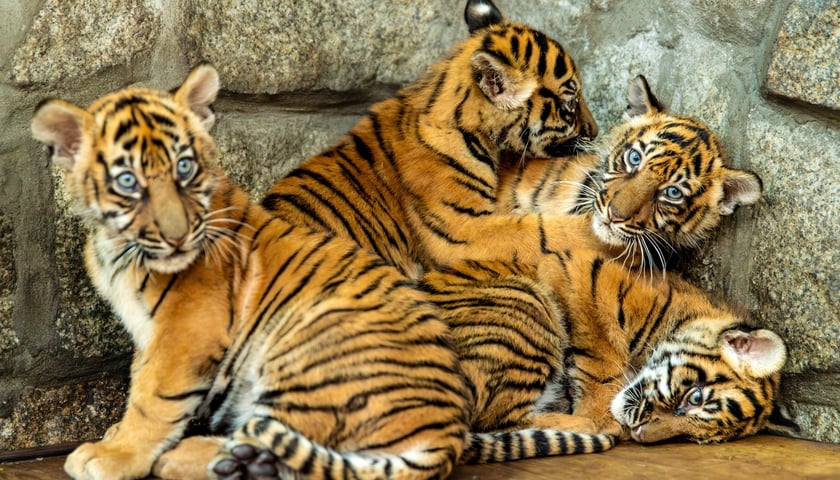 Czworaczki z wrocławskiego zoo - młode tygrysy sumatrzańskie.
