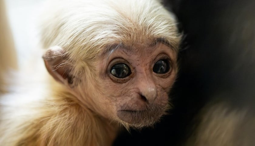 Młody gibon czapnik, który przyszedł na świat we wrocławskim zoo
