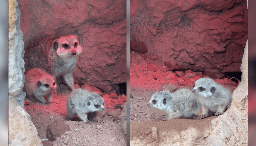 Na zdjęciu surykatki z  Zoo Wrocław