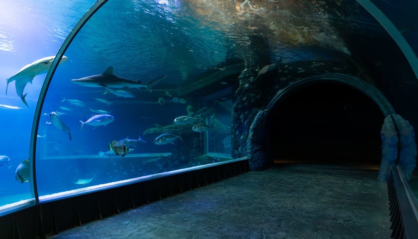 Afrykarium