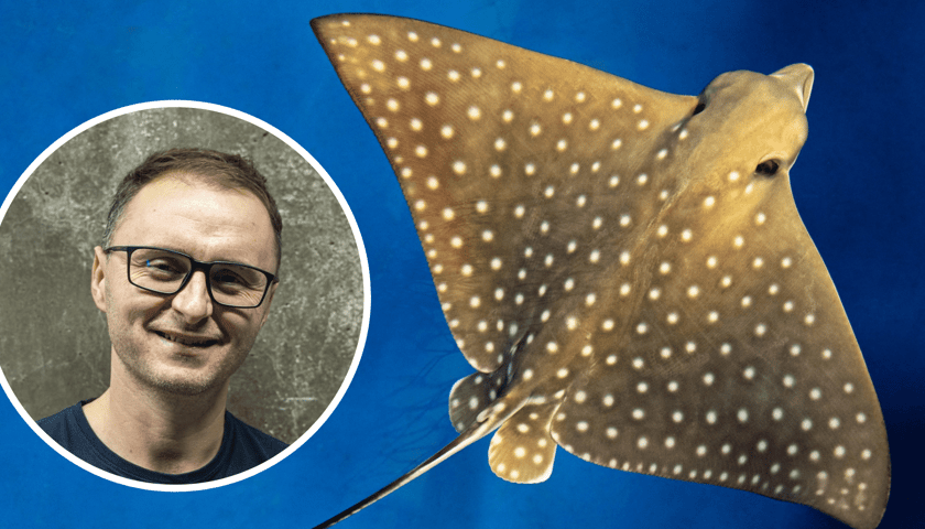 Kolaż dwóch zdjęć. W kółku Jakub Kordas, z-ca dyr. ds hodowlanych wrocławskiego zoo, w tle orleń cętkowany