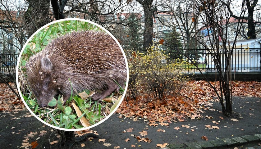 Na dużym zdjęciu przedszkolne podwórko, na małym jeż 
