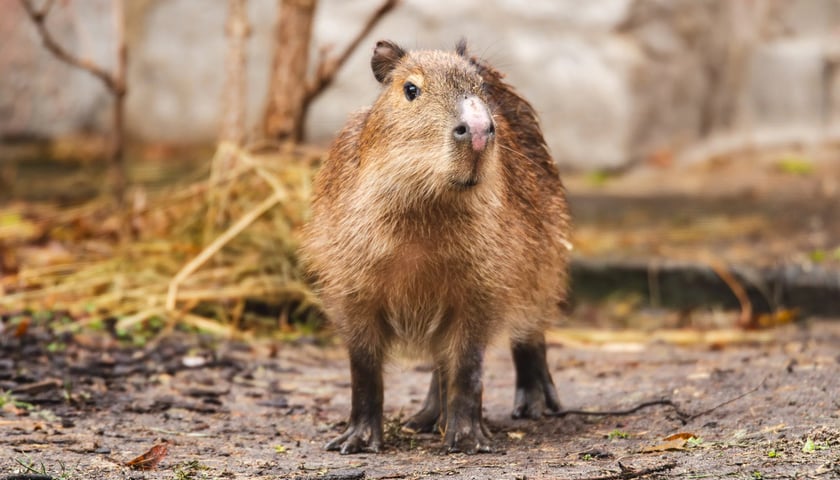 Jedna z dw&oacute;ch nowych kapibar w Zoo Wrocław