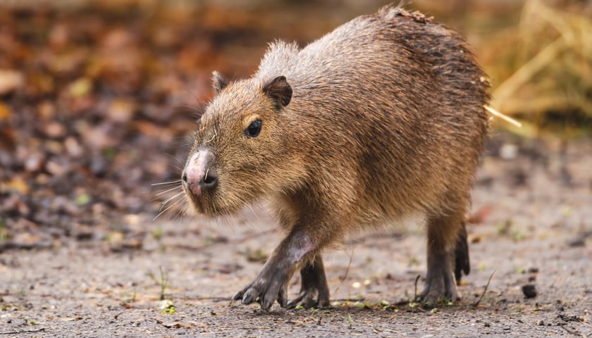 Jedna z dw&oacute;ch nowych kapibar w Zoo Wrocław