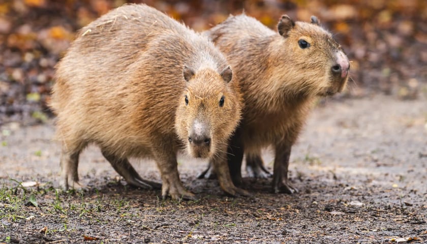 <p>Nowe kapibary w Zoo Wrocław</p>