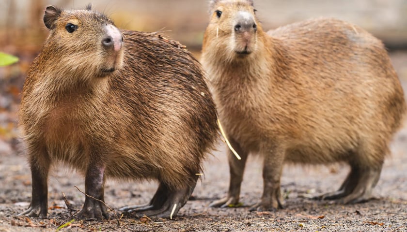 Na zdjęciu dwie nowe kapibary z wrocławskiego zoo