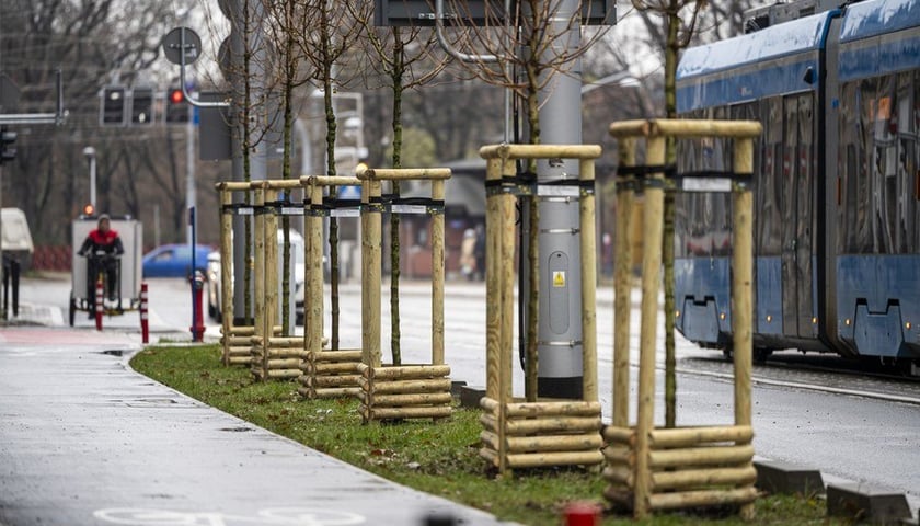 Sadzonki klonów pospolitych, w drewnianych osłonach, w pasie trawy pomiędzy drogą rowerową a ulicą Pomorską