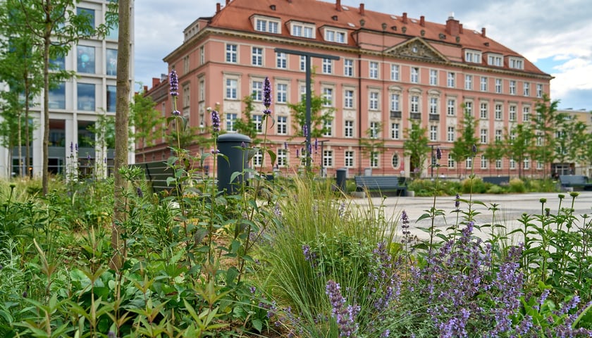Rośliny na Nowym Targu (na pierwszym planie), budynek urzędu miejskiego (na dalszym planie)