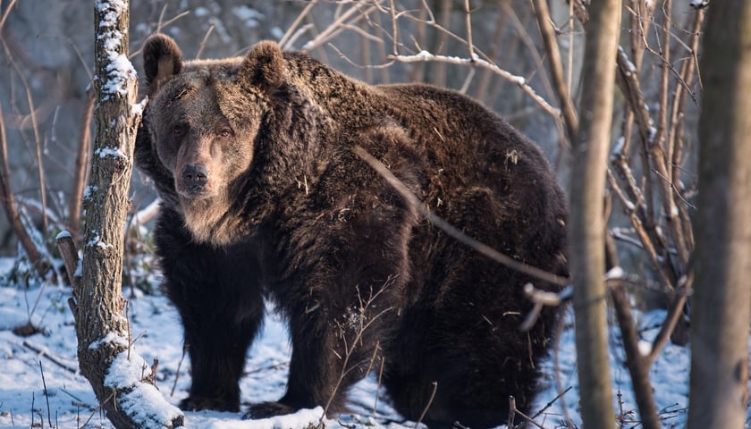 We wrocławskim ogrodzie zoologicznym urodziny obchodzą trzy niedźwiedzice brunatne