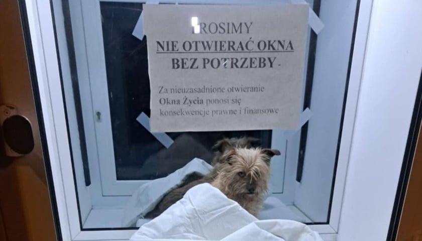 Suczka znaleziona we wrocławskim oknie życia