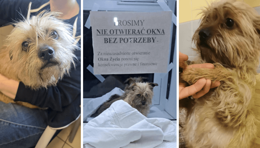 Suczka znaleziona w oknie życia we Wrocławiu
