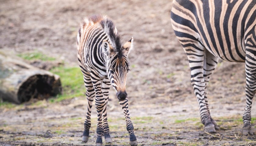 Bakcyl - młody ogierek zebry Chapmana, który pod koniec listopada urodził się we wrocławskim zoo