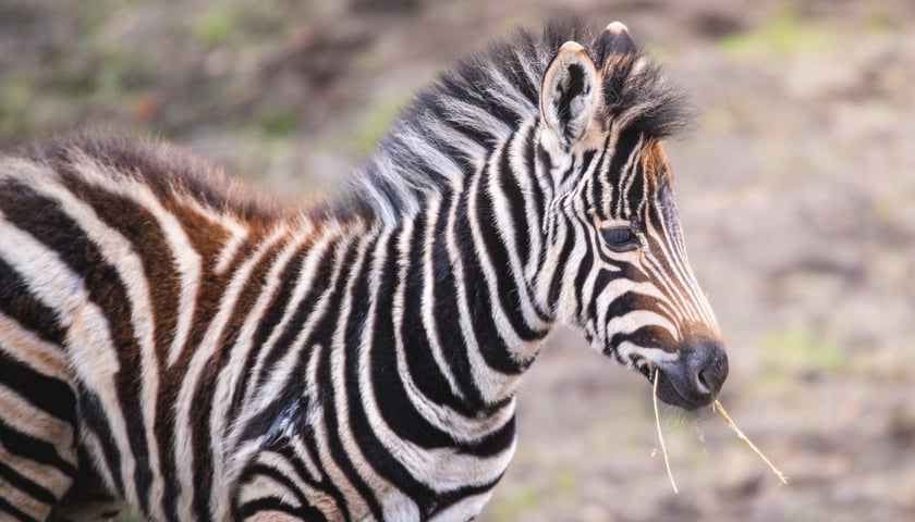Bakcyl - ogierek zebry Chapmana, który przed miesiącem urodził sie we wrocławskim zoo