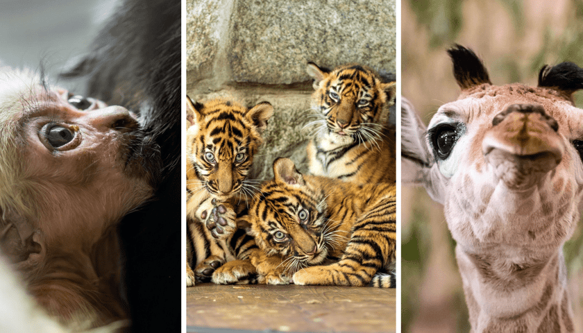 Kolaż 3 zdjęć: zwierzęta, które przyszły na świat we wrocławskim zoo w 2024 roku: gibon czapnik, tygrysy sumatrzańskie i żyrafa