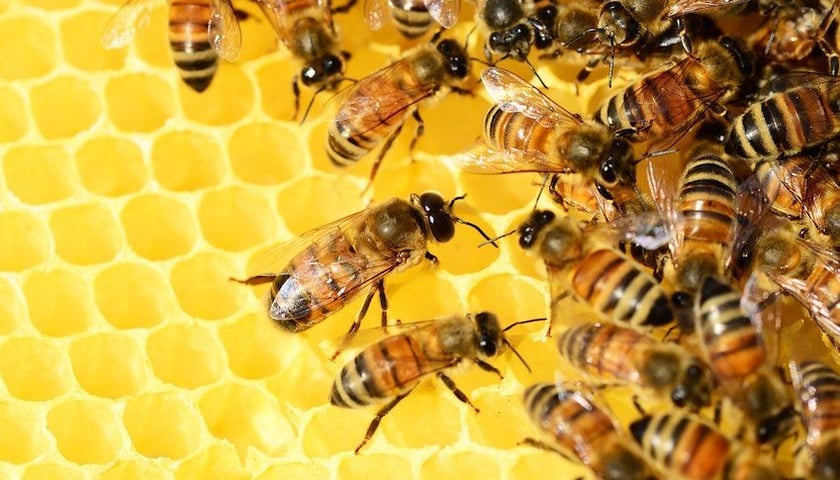 Uczestnicy kursu będą towarzyszyć pszczołom przez cały sezon.