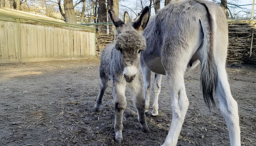 Kadr z filmu przedstawiającego najmłodszego osiołka we wrocławskim zoo. Na zdjęciu ogierek osła domowego z mamą