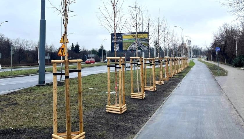 Nowe drzewa na ulicy Bardzkiej