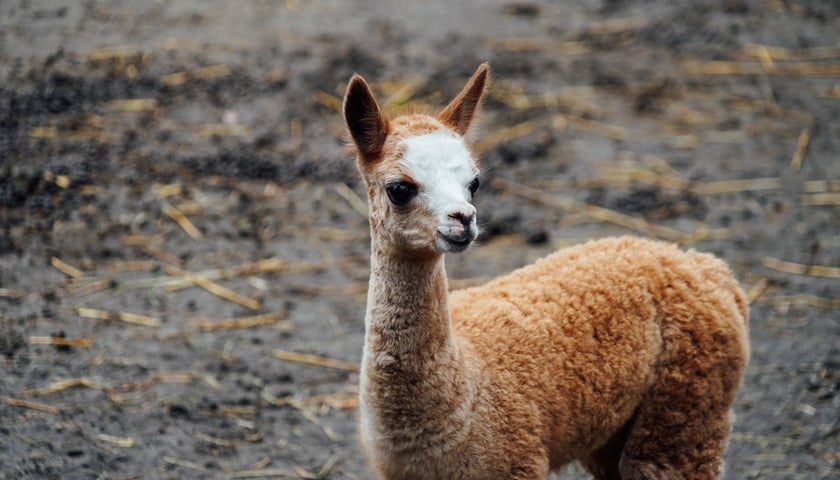 Towel chętnie pokazuje się gościom wrocławskiego ZOO