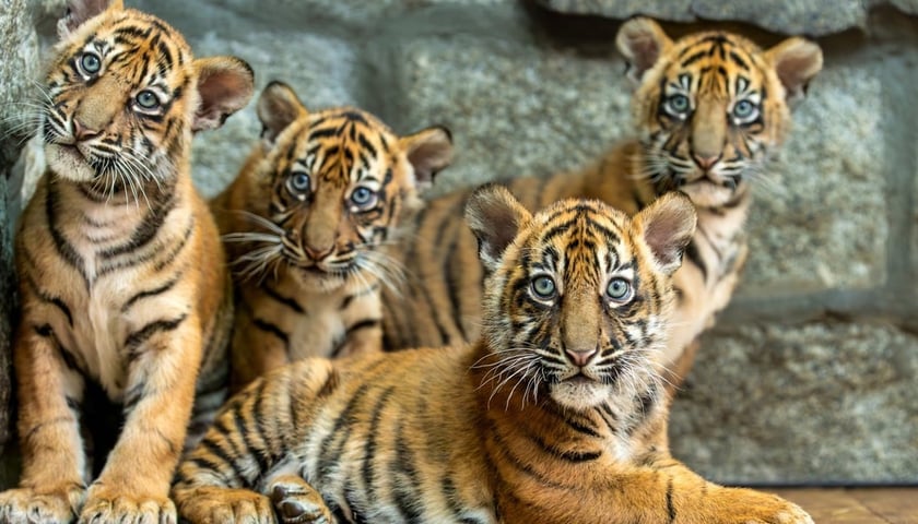 Narodziny tygrysów-czworaczków we wrocławskim zoo stały się sensacją na skalę światową. Na zdjęciu 4 młode tygrysy sumatrzańskie