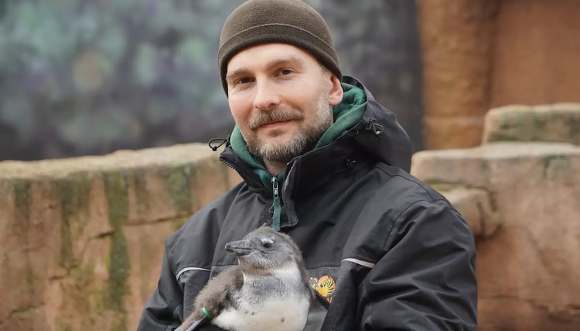 <p>Paweł Borecki z młodym pingwinem</p>