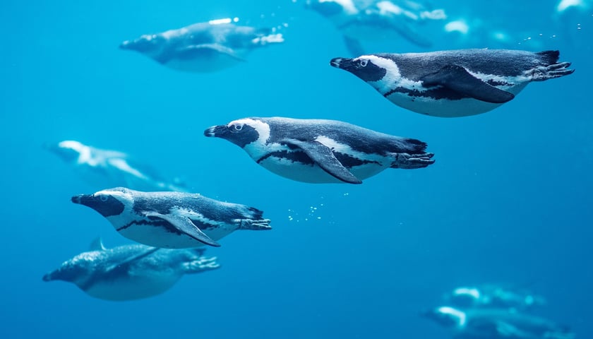 Pingwiny tońce z wrocławskiego zoo