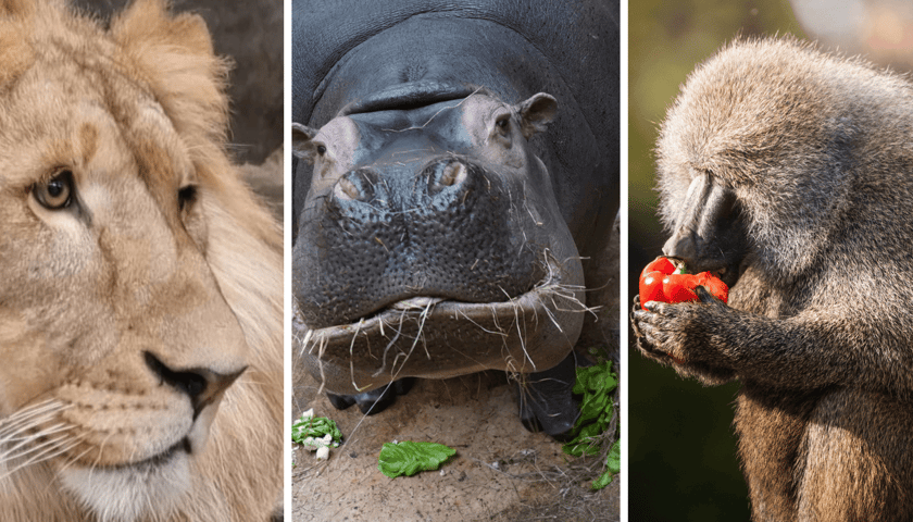 Kolaż 3 zdjęć z wrocławskiego zoo: lew, hipopotam podczas posiłku, pawian jedzący paprykę