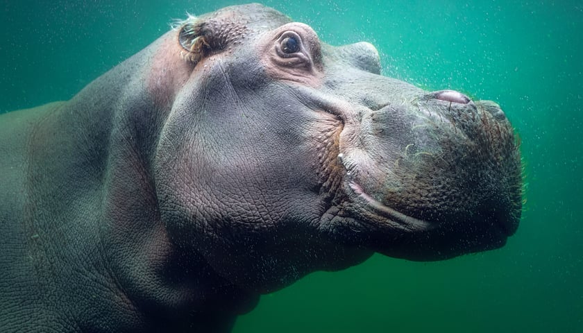 Hipopotam nilowy z Afrykarium we wrocławskim zoo
