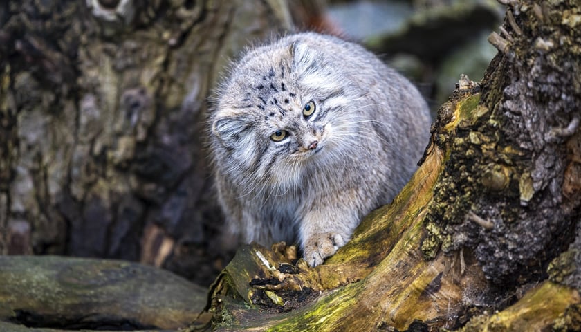 Manul z wrocławskiego zoo podczas pokazowego karmienia