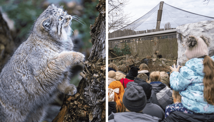 Pokazowe karmienie manuli we wrocławskim zoo. Kolaż dwóch zdjęć: na pierwszym z lewej manul, na drugim goście ogrodu, którzy przyszli go zobaczyć.