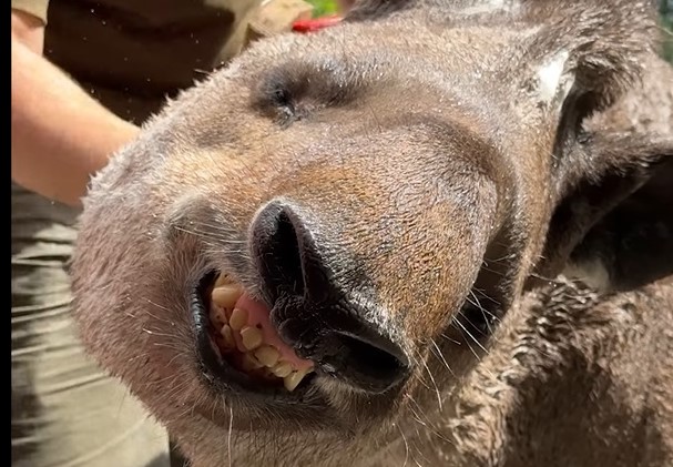 Kadr z filmu przygotowanego przez ZOO Wrocław - "uśmiechnięty" tapir anta