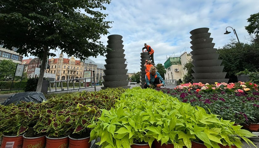 Nasadzenia roślin we Wrocławiu
