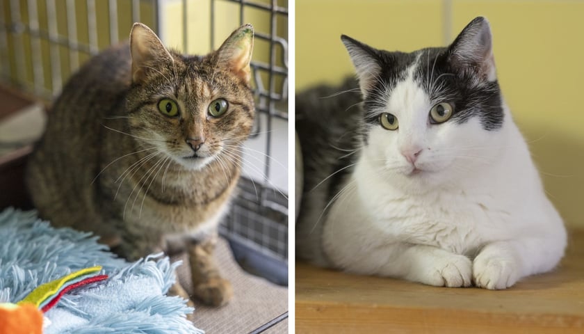 Koty do adopcji z wrocławskiego schroniska - z lewej Rysia, z prawej Kiwi