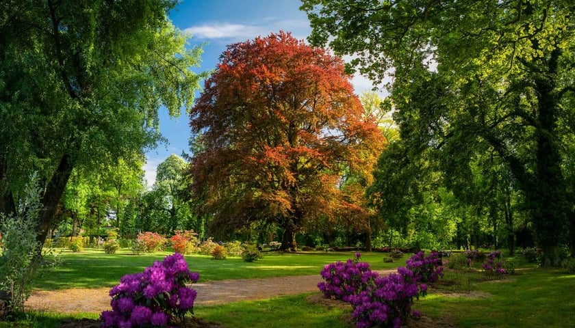 Buk purpurowy, nazywany Sercem Wzgórz Dalkowskich. Zdjęcie konkursowe w konkursie na Europejskie Drzewo Roku (European Tree of the Year)