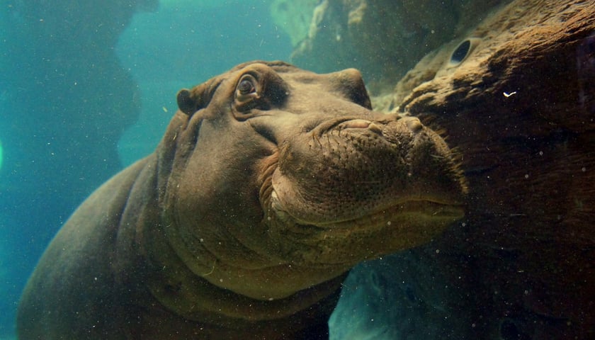 Váleček, hipopotam nilowy z wrocławskiego zoo