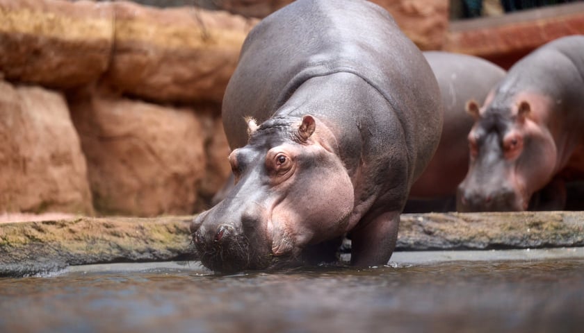 Światowy Dzień Hipopotama we wrocławskim Afrykarium