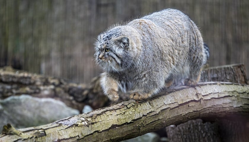 Manul z wrocławskiego zoo