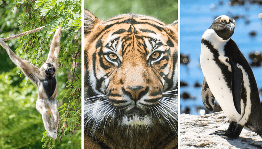 Kolaż 3 zdjęć: gibon czapnik, tygrys sumatrzański, pingwin przylądkowy - zagrożone gatunki wspierane przez Fundację DODO i ZOO Wrocław