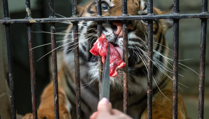 Ewelina Kliś dzięki wygranej aukcji na rzecz WOŚP spędziła dzień we wrocławskim zoo