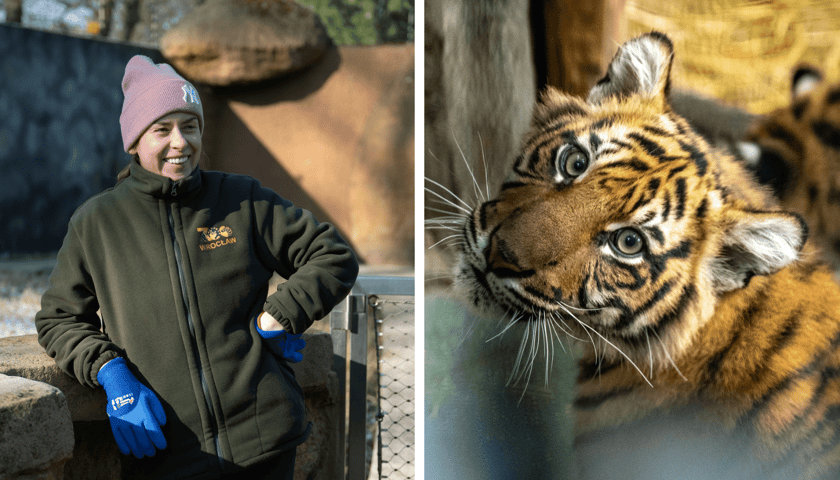 Kolaż 2 zdjęć: Ewelina Kliś i jeden z tygrysów we wrocławskim zoo