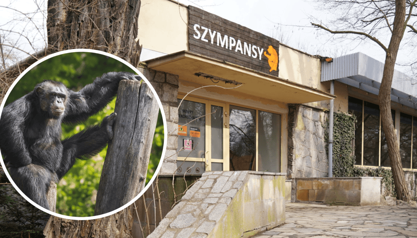 Pawilon Szympansiarni, który właśnie przechodzi szybki remont, oraz jeden z jego mieszkańców, szympans Bobbi