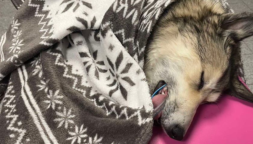 Suczka Ora w typie husky po zabiegu w gabinecie lekarza weterynarii